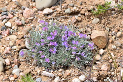 Astragalus spatulatus