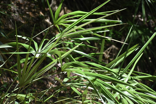 Image of Rhapidophyllum hystrix by (c) Ryan Watson, some rights reserved (CC BY)