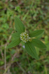 Spermacoce ocymoides