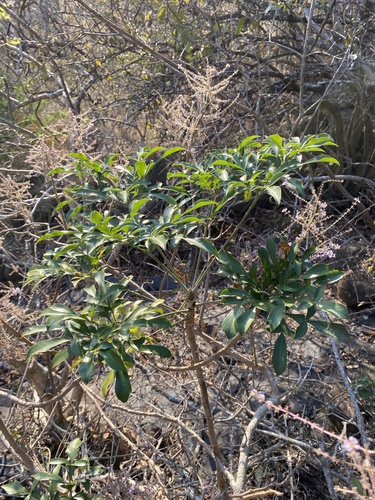 Zulu Cabbage Tree (Cussonia zuluensis)