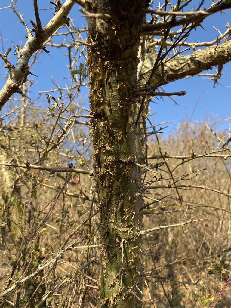 Commiphora neglecta, Jozini Rural, Mkuze, KZN, ZA
