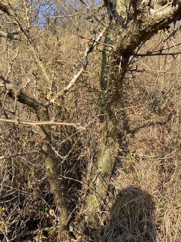 Commiphora neglecta