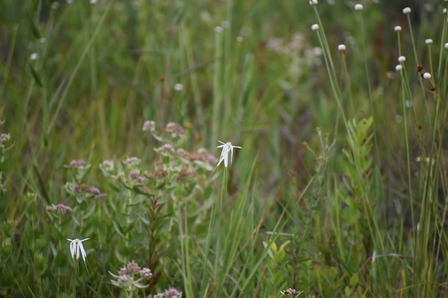 Image of Rhynchospora latifolia by (c) Ryan Watson, some rights reserved (CC BY)