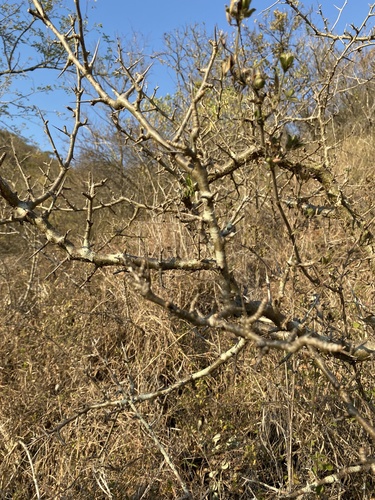 Commiphora neglecta