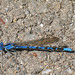 Azulilla de Arroyo de Manantial - Photo (c) Larry Armstrong, algunos derechos reservados (CC BY-NC-SA)