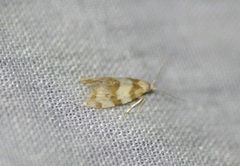 Aethes argentilimitana