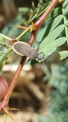 Catorhintha apicalis