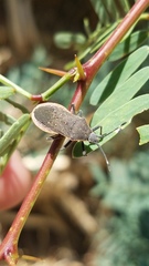 Catorhintha apicalis
