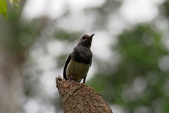 Copsychus saularis