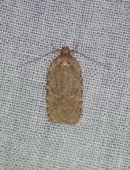 Agonopterix argillacea