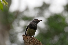 Copsychus saularis