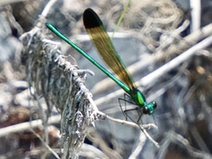 Calopteryx dimidiata