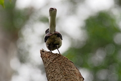Copsychus saularis