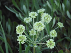 Eriogonum heracleoides