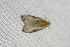 Olethreutes quadrifidum