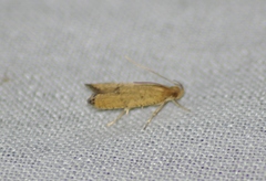 Psilocorsis cryptolechiella
