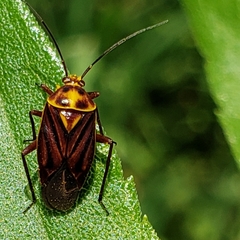 Calocoris barberi