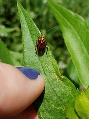 Calocoris barberi