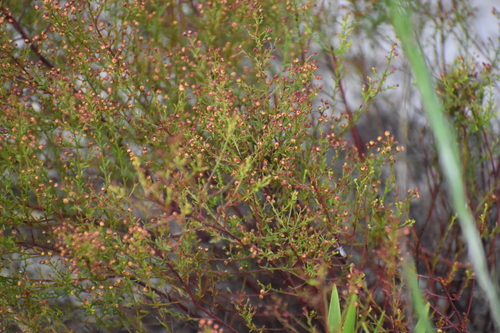 Image of Lechea deckertii by (c) Ryan Watson, some rights reserved (CC BY)