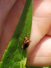 Calocoris barberi
