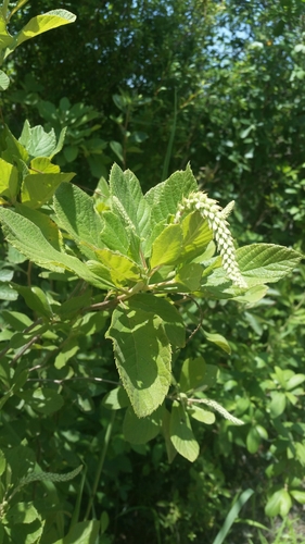 Clethra tomentosa (Clethra tomentosa)