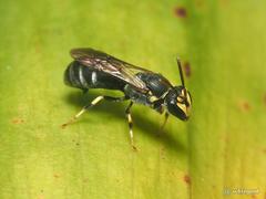 Hylaeus nanseiensis