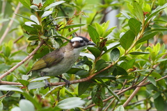 Pycnonotus sinensis