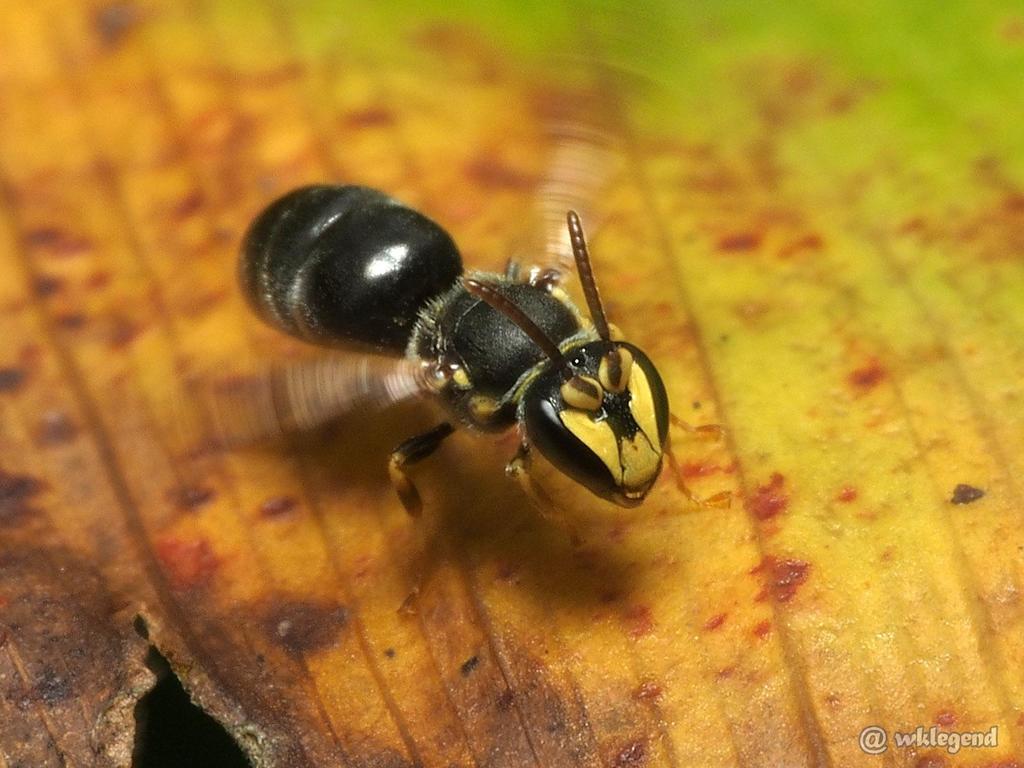 Nansei Masked Bee