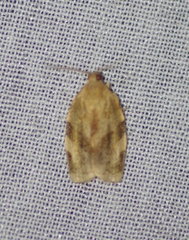 Choristoneura fractivittana