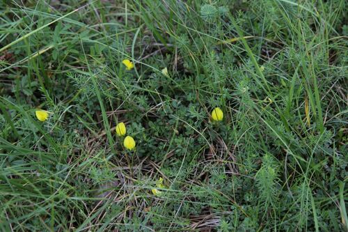 Yellow restharrow (Ononis striata)