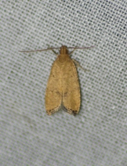 Psilocorsis cryptolechiella