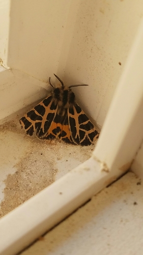 iNaturalist observation photo of Apantesis