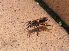 Sphex diabolicus