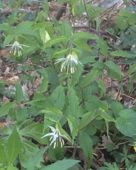 Prosartes maculata