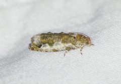 Proteoteras naracana