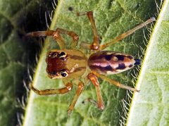 Parabathippus petrae