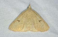 Chytolita morbidalis