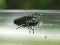 Belionota prasina