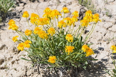 Stenotus armerioides