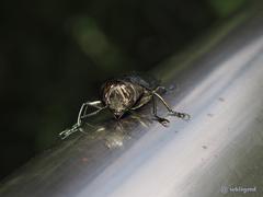 Belionota prasina