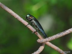 Belionota prasina