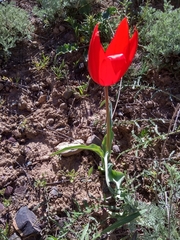 Tulipa
