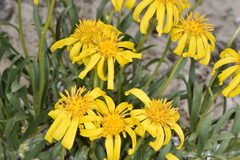 Stenotus armerioides