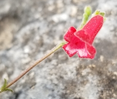 Penstemon baccharifolius