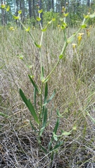 Euphorbia inundata var. inundata image