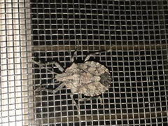 Brochymena affinis