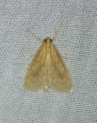 Ostrinia nubilalis