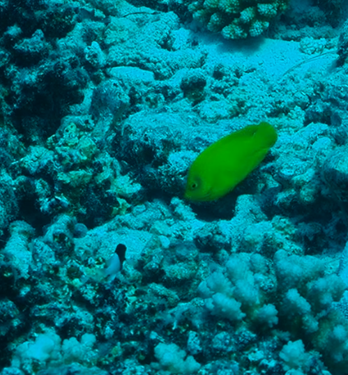 Yellow Angelfish
