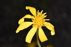 Stenotus armerioides