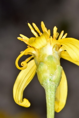 Stenotus armerioides